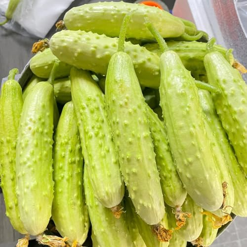 50 pcs gurken samen freiland - Cucumis sativus - bio gemüse, pflanzen samen gurke gurkensamen gemüsebeet balkon, pflanzensamen gemüsesamen bio, balkon beet gartengeschenke, hochbeet