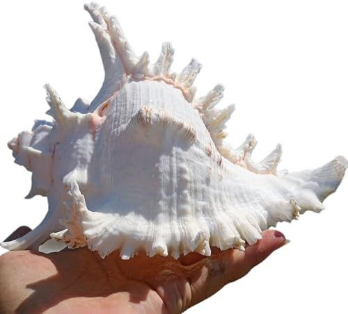 HIFRQVVC Coquillage Naturel,Coquillages de Plage, for Ornement d'aquarium Bricolage Artisanat collectionneur Mariage Plage thème fête décor Cadeau d'anniversaire(22~23cm)