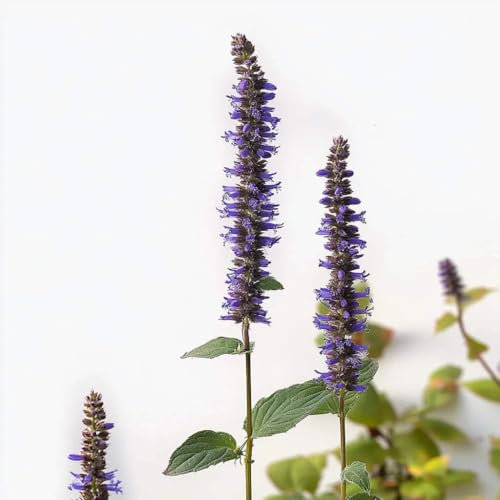 100 Aniseed Hyssop Seeds - SemiSauvage Permaculture