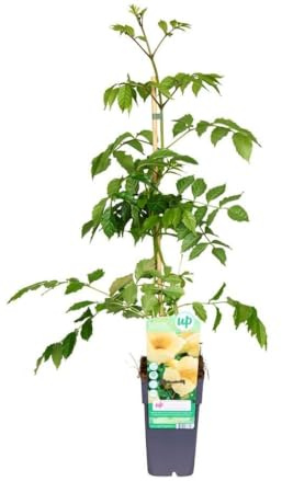 Garden Center Shop | Plantas Trepadoras Naturales | Bignonia, Wisteria, Jazmín Estrella, Madreselva, Passiflora, Hiedra (Bignonia Campis Flava)