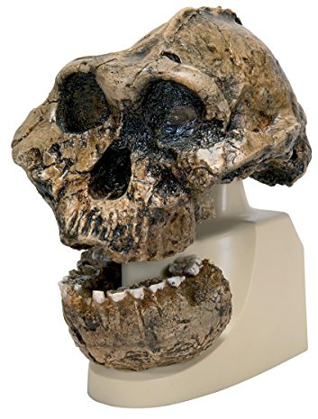 3B Scientific - Schädelreplikat Australopithecus boisei (KNM-ER 406 und Omo L7A-125)