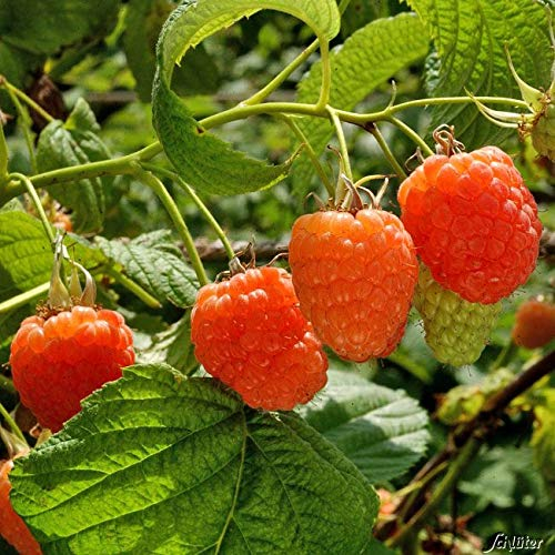 Himbeere 'Valentina®' - die Orangefarbene