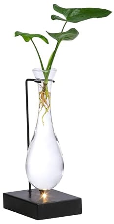 Dehner Waterplant Baumfreund, Philodendron Fun Bun, Wasserpflanze im LED-Glas, Ø 6 cm, Höhe 30 cm, Zimmerpflanze