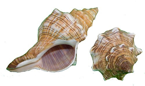 Echte Muscheln & Schnecken - Pleuroploca trapezium - Muschel - 1 Stück