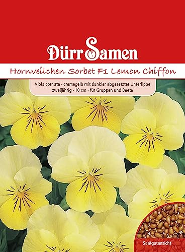 Hornveilchen Samen Gelb Hornveilchensamen Veilchen ca 25 Korn Saatgut Blumensamen Garten Hochbeet Balkonkasten Kübel Dürr Samen