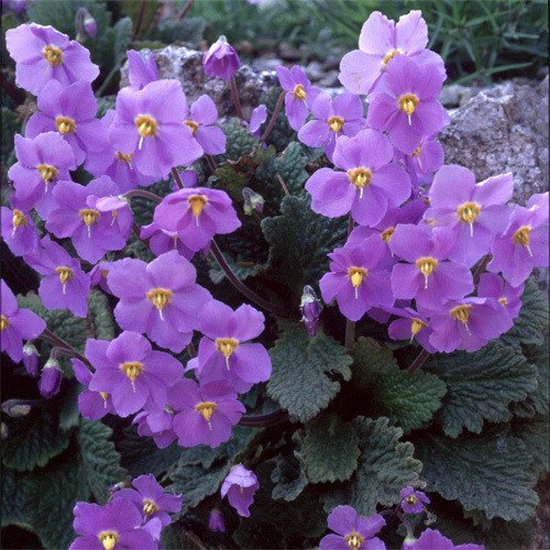 Plant World Seeds - Ramonda Myconi Seeds (Perennial Flower Seeds)