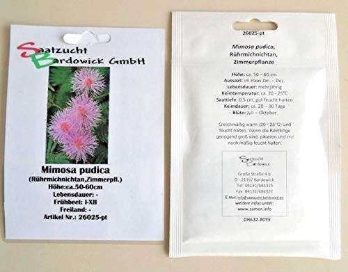 Rührmichnichtan Sinnpflanze Mimose Springkraut Blumensamen für ca. 10 Pfl. Mimosa Blumensaat