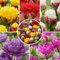 Plant in a Box - Tulipa Candy Love - Tulpenzwiebeln x20 - Blumenzwiebeln frühblüher für Garten - Holländische Pracht