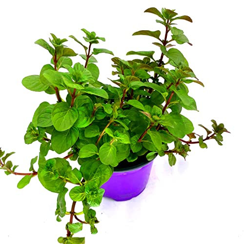 Orangen Minze Kräuterpflanze Mentha x piperita 4stk.