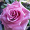 Rose pflanzen knollen winterhart - Seltene Rosenpflanze - Strauchrosen, Duftrosen - Edelrosen in vielen Sorten und Farben-1Pflanze-C