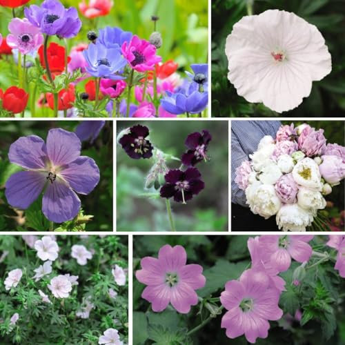 Summer Plant + Bulb Collection 75 Bulbs & 8 Bare Root Plants Geraniums Peonies Anemone De Caen Hardy Perennials Thompson and Morgan