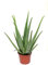 Blumen Senf Echte 2 Pflanzen Aloe Vera, 12 cm Topf, ca. 40 cm hoch,