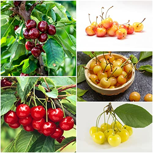 350 Stück kirschbaum pflanze samen Kirsche Kirschsamen - Seltene Pflanzen serie - mix bäume garten winterhart luftreinigende zimmerpflanzen bonsai topf obstbäume obstsamen balkonpflanzen