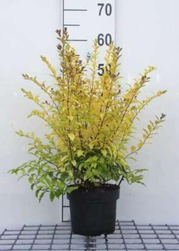 Ligustrum oval. 'Lemon And Lime' - Liguster 25-30 cm - Container