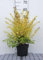 Ligustrum oval. 'Lemon And Lime' - Liguster 25-30 cm - Container