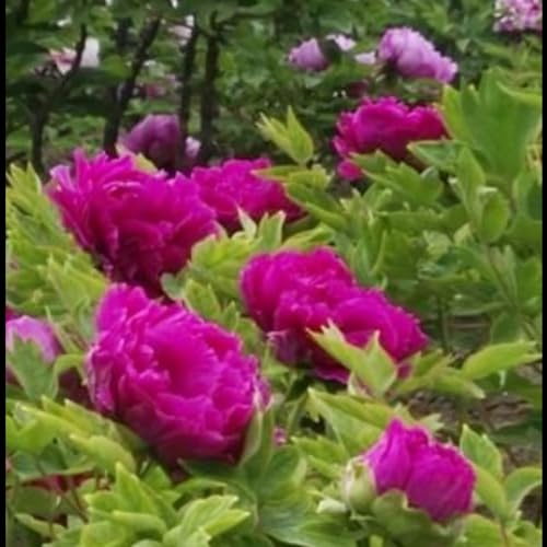 Pfingstrosen pflanzen Rhizom zwiebeln,pfingstrosen knollen,Winterhart Mehrjährig,im Frühling blühende Blumenzwiebeln,pfingstrosen pflanzen winterhart(Glühbirnen,nicht künstlich)-5zwiebeln-C