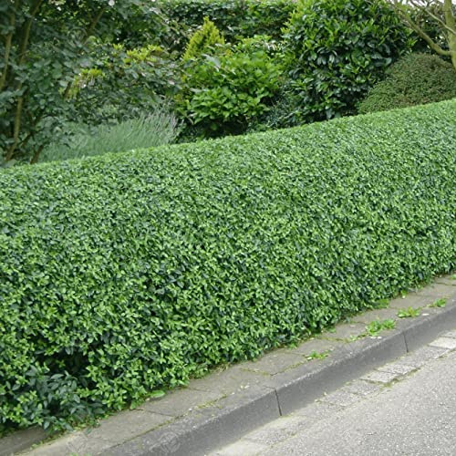 Siepe di Ligustro Verde (Ligustrum Ovalifolium) - Sempreverde ad Crescita Rapida per Privacy e Giardinaggio, Facile da Mantenere e Resistente alla Siccità.