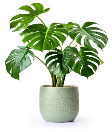 40 graines de plantes Monstera