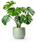 40 graines de plantes Monstera