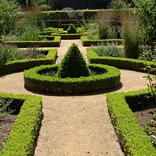Gardline - Buchsbaum 60-80 cm. 3-200 Buxus sempervirens Heckenpflanzen. Buchsbaumhecke - 35 St. (ca. 12,5 Meter)