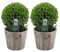 Plants by Frank | Echte Stechpalme Kugel | 2x Ilex crenata 'Jenny' kugel im Holztopf | set von 2 Stück | 20 cm Ø durchmesser | Buchsbaum ersatz | Ilex | Gartenpflanzen | Buchsbaum | Herbst Pflanzen