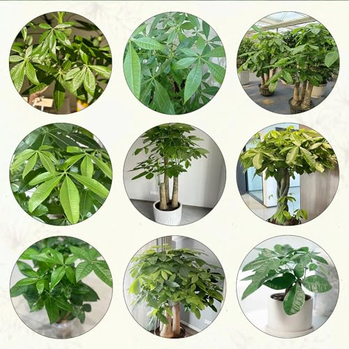 9 pcs glückskastanie zimmerpflanze samen bonsai bäumchen kaufen topf pflanze gartenpflanzen winterhart mehrjährig gärtnern spezielle samen bonsai baum tree gartenpflanzen saatgut