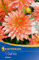 Blumenzwiebeln - Zwerg-Dahlien Extase von Kiepenkerl