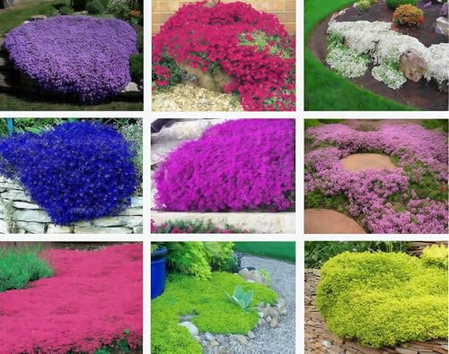 1000 pz semi di timo strisciante tappezzanti, Ad alto rendimento perenni facili da coltivare per prato , per Giardino, Balcone e Cortile(Colori misti)