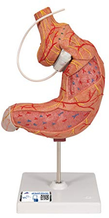 3B Scientific Menschliche Anatomie - Magenbandmodell + kostenlose Anatomie App - 3B Smart Anatomy