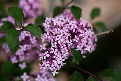 Duftflieder Syringa meyeri Josee 125-150 cm, bienenfreundlich
