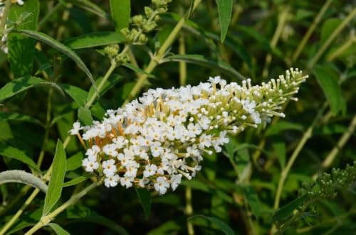 Gardenaria Buddleja davidii 'White Profusion' - Arbusto Ornamentale da Giardino, Bianco, 40/60 cm, Vaso 19