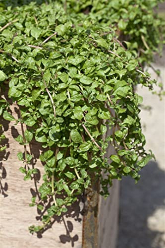 Mentha requienii 9x9 cm Topf – Mehrjährig, Pflegeleicht – Korsische Minze – Bodendecker für Garten & Wegefugen