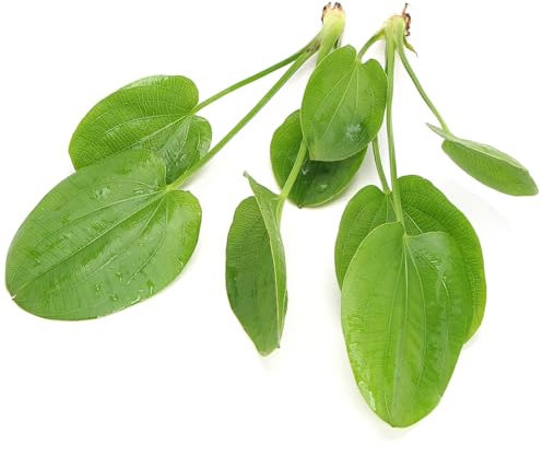 K2AQUA 2X Echinodorus Horizontalis Mini Amazon Sword Live Aquarium Plant Compact Broad Green Leaves Easy Care Low Maintenance Midground Freshwater Tank Beginner Friendly