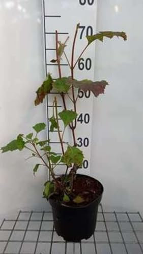 Hydrangea quercifolia - Hortensia Ã€ Feuilles De Chêne 60-80 cm en pot