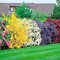 Mixed Shrub Plants | Colourful Hardy Outdoor Garden Pots Borders | 5 Plants