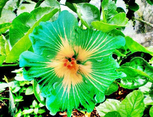 10 Rare Grün Gelb Hibiscus Samen Riesen Teller-Blumen-Garten Exotische