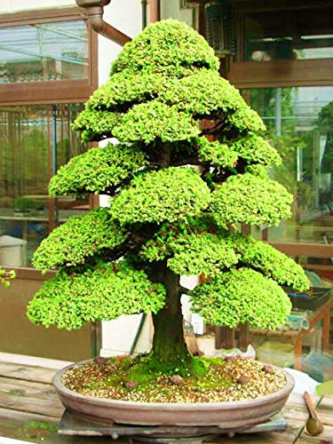 PlenTree Heilige der japanischen Zeder - 10 Stück Seas Bonsai