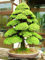 PlenTree Heilige der japanischen Zeder - 10 Stück Seas Bonsai