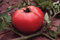 Seeds germination seeds: 50 - Graines: Rose de Berne Tomate - Doux, Tiefe, Reiche Tomatenaroma! Rose-rosa farbe. !!!!!