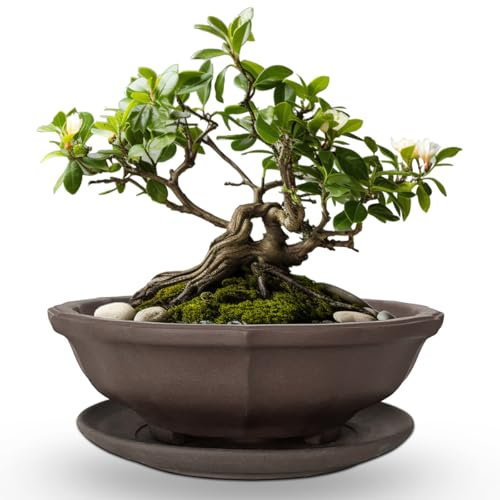 MUZHI Bonsaischale aus Keramik, unglasiert, Blumenform, mit Untertasse, klassisch, Retro-Zisha-Keramik-Pflanzgefäß, rund, für Baum, Kakteen, Sukkulenten, Arrangement, 17,3 cm