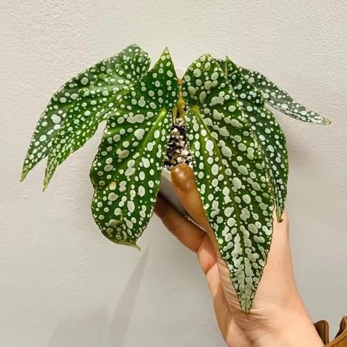 Forellenbegonie - alte sorten Begonia maculata, balkonpflanzen winterhart mehrjährig büropflanzen, zimmerpflanzen grünpflanzen 100Samen