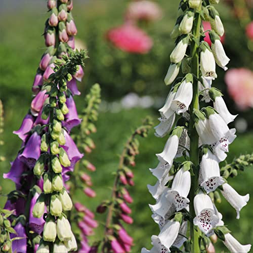 Foxglove Digitalis Foxy Mixed Flower Seeds - 1000 Seeds - Perennial Flowers