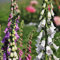 Foxglove Digitalis Foxy Mixed Flower Seeds - 1000 Seeds - Perennial Flowers