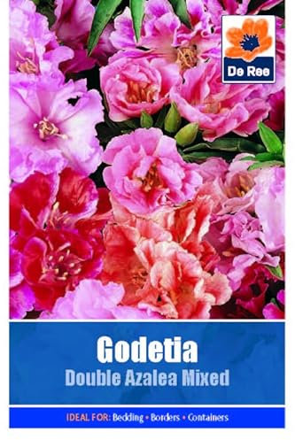 Flower Seeds Godetia Double Azalea Mixed - 605 Seeds Packet Plant Bedding Borders Containers Pots Grow Your Own Garden Plant Seed