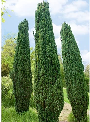 Grüne-Säuleneibe, Taxus baccata 'Fastigiata Robusta', 4er-Set, Höhe 30-40 cm