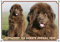 Petsigns Hundewarnschild - Neufundländer als Collage - stabiles Metallschild bis DIN A3 bestellbar, DIN A3
