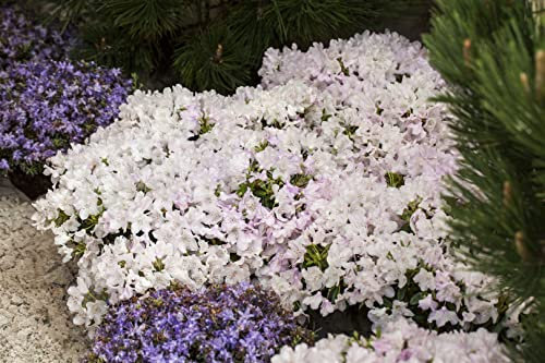 Rhododendron keleticum 'Robert Seleger' 20-25 cm – Winterhart, Immergrün, Pflegeleicht – Zwerg-Rhododendron – Bodendecker für Steingarten & Beet