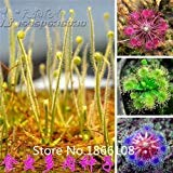100 Mix Carnivore Carnivorous Pack Spezies Samen - Venus Fliegenfalle