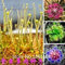 100 Mix Carnivore Carnivorous Pack Spezies Samen - Venus Fliegenfalle
