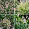 80 pcs harlekinweide samen, plants garten geschenke für frauen harlekin weide klein,Seltene Pflanzenserie, balkonpflanzen winterhart geschenke für hobbygärtner deko pflanzen saat hochbeett